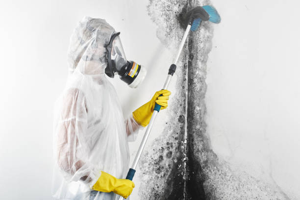 Best Crawl Space Mold Remediation  in Velva, ND