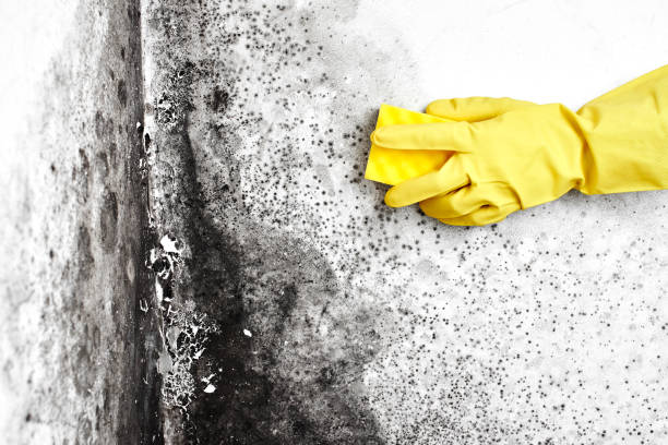 Best Real Estate Mold Inspection  in Velva, ND