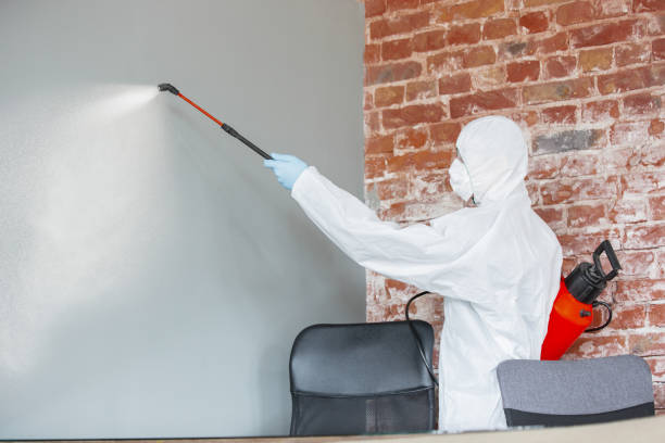 Best Mold Damage Restoration  in Velva, ND