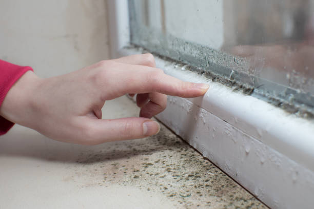 Best Dehumidification Services  in Velva, ND